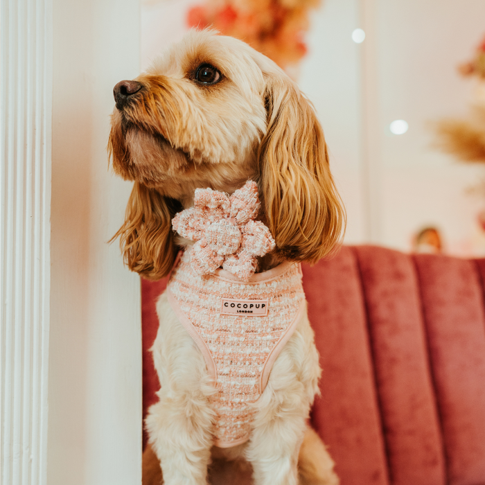 Small dog wearing a pink textured tweed Cocopup London harness sits on a pink velvet seat, looking to the side.