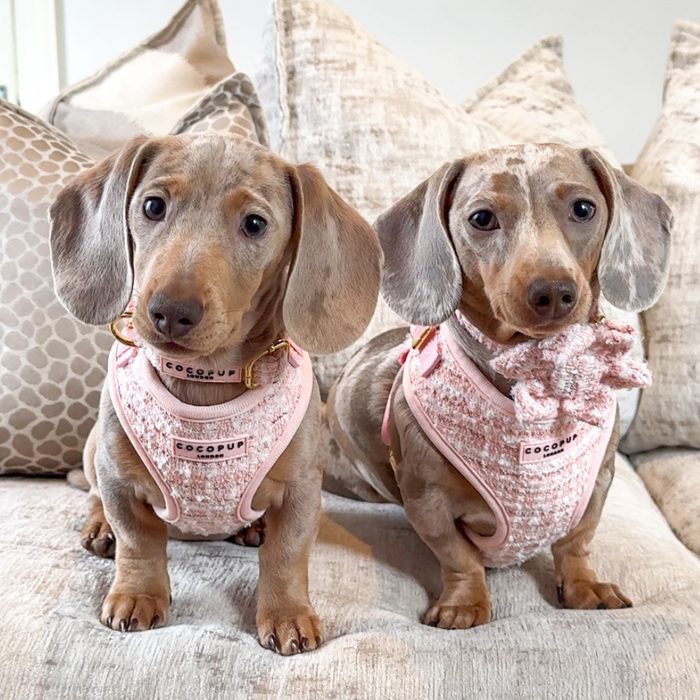 Two dapple Dachshund puppies on a sofa wearing Cocopup London pink textured tweed harnesses, leads, and collars.