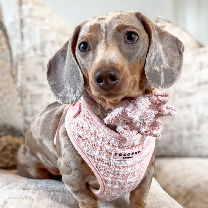 Dachshund in a pink textured tweed harness, lead, and collar set on a beige couch.