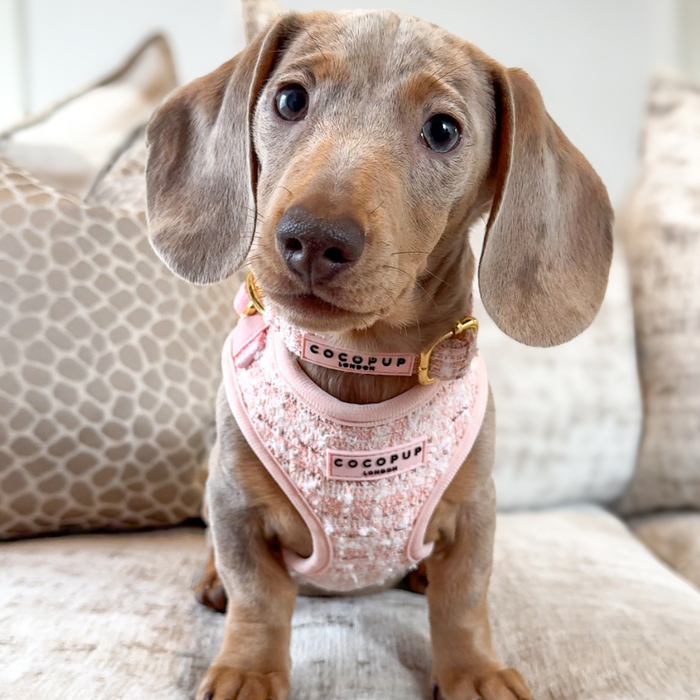 Dachshund puppy on sofa wearing a pink textured tweed collar with gold hardware.