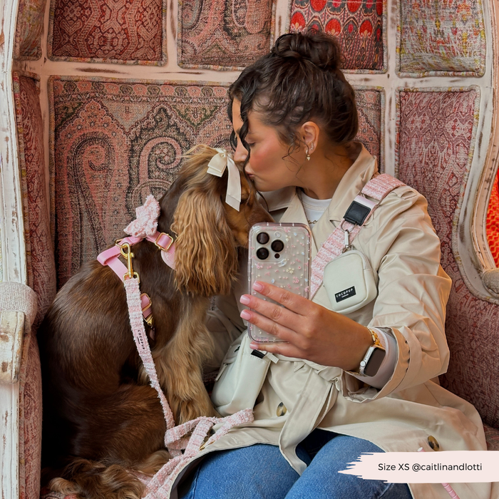 Woman kissing a Cocker Spaniel in a pink harness, holding a pink textured tweed lead while sitting on a stylish chair.