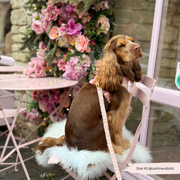 Brown dog with long ears by a pink table, wearing a pink textured tweed Cocopup London lead; flowers in the background.