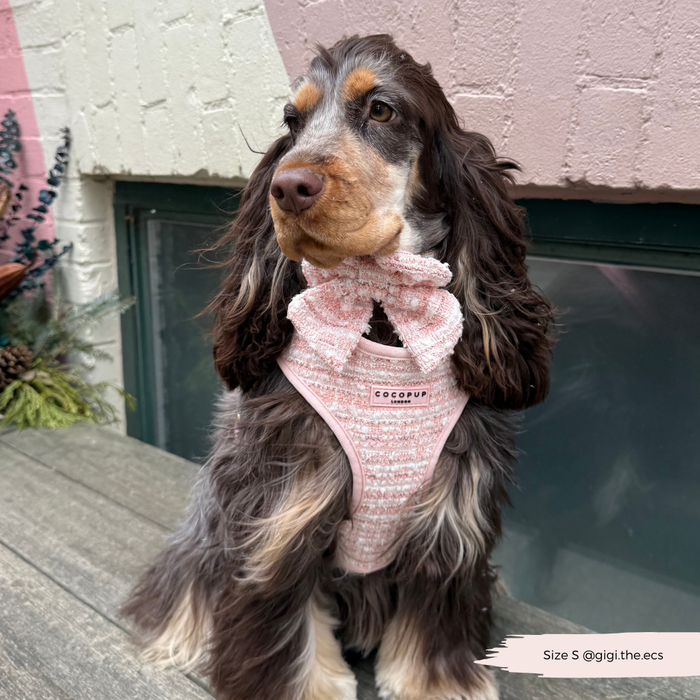 Brown and white spaniel wearing a pink tweed Cocopup London harness, seated on a wooden bench against a pink wall.