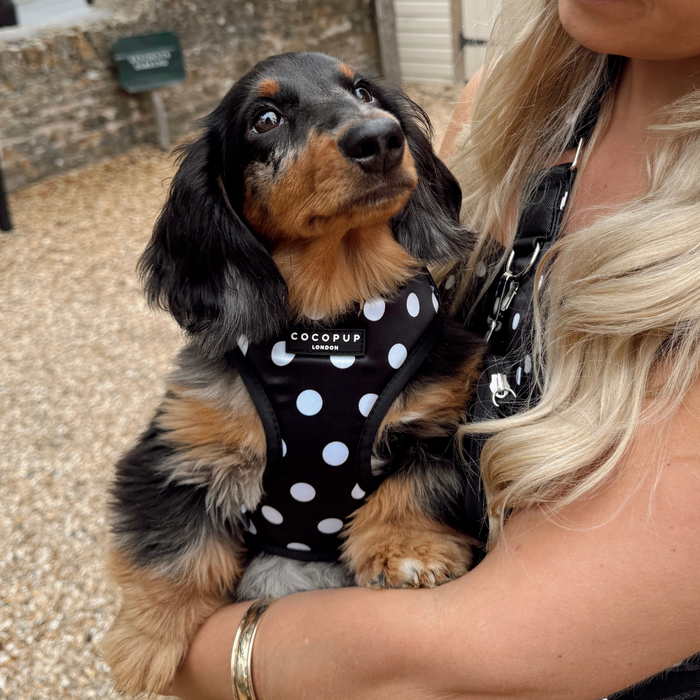 Blonde woman holds a black and tan dachshund wearing a Cocopup London harness with a black polka dot pattern.