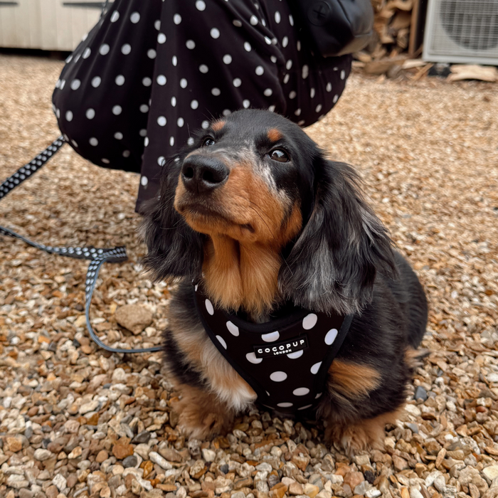Dachshund wearing a Cocopup London polka dot adjustable neck harness sits on gravel next to an owner in matching attire.