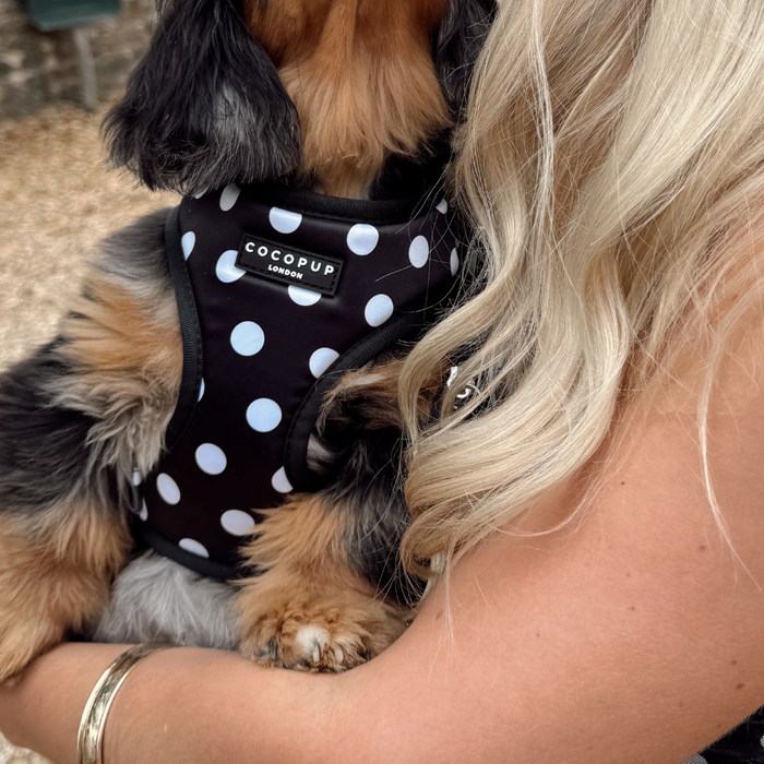 Blonde person holding a small dog in a black-and-white polka dot Cocopup London adjustable neck harness.