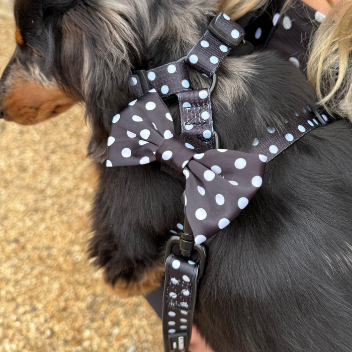 Black dog wearing a black-and-white polka dot Cocopup London bow tie, standing on gravel.