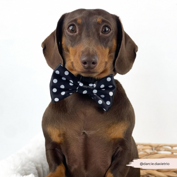 Brown dachshund sitting upright, wearing a Cocopup London polka dot bow tie, against a white background.