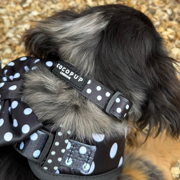 Small dog wearing a Cocopup London collar with black and white polka dots and an adjustable buckle.