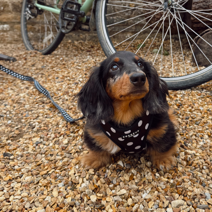 Long-haired dachshund wearing a black-and-white polka dot leash with padded handle sits next to a bike on gravel.