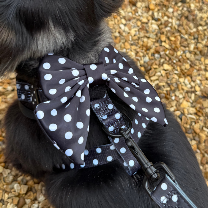 Black dog wearing a Cocopup London black-and-white polka dot fabric sailor bow tie.