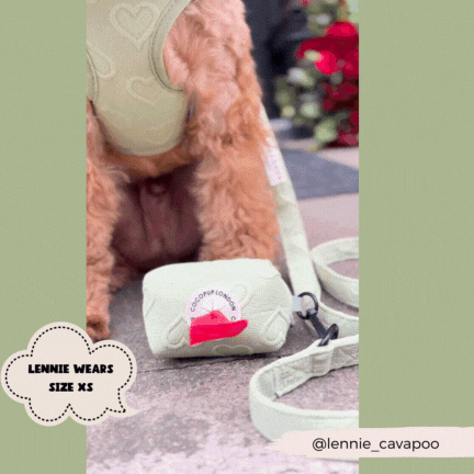 Small dog wearing pastel green harness and leash with matching Cocopup London Luxe Sage Heart poop bag holder, size XS.