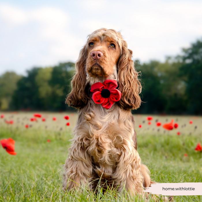 Brown cocker spaniel in a poppy field, wearing a red Cocopup London flower collar; trees in the background.
