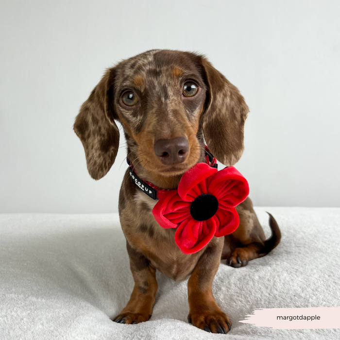 Brown dachshund wearing a Cocopup London Poppy flower collar sits on a white surface, facing the camera.