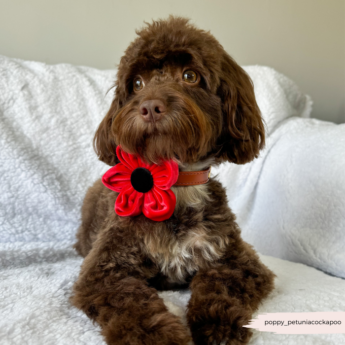 Brown cockapoo puppy on a white sofa wearing a pink Cocopup London Poppy flower collar accessory.