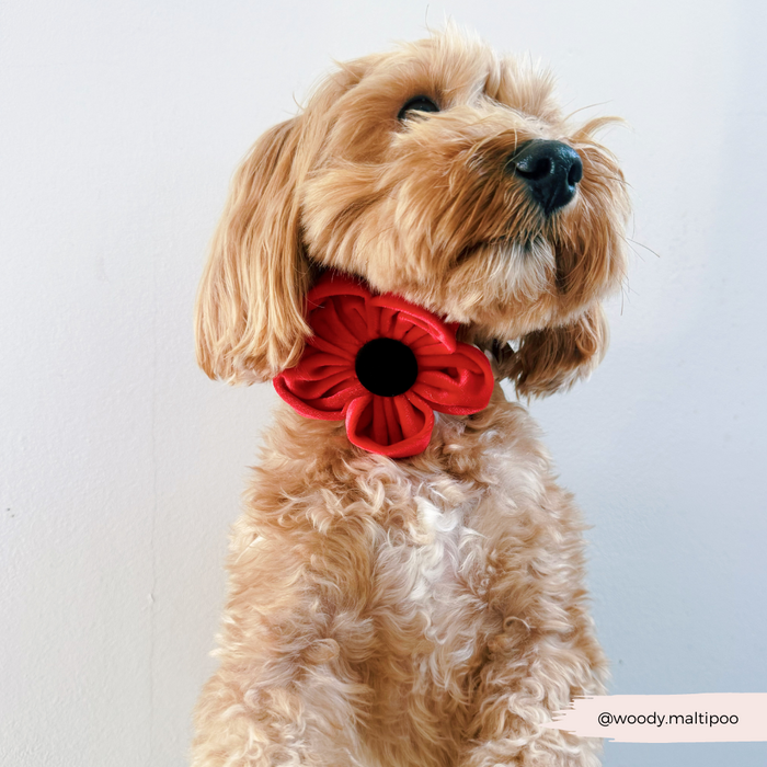 Goldendoodle wearing a Cocopup London red poppy flower collar accessory.