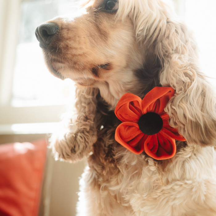 Tan cocker spaniel indoors wearing a Cocopup London Poppy Collar Flower in soft natural light.