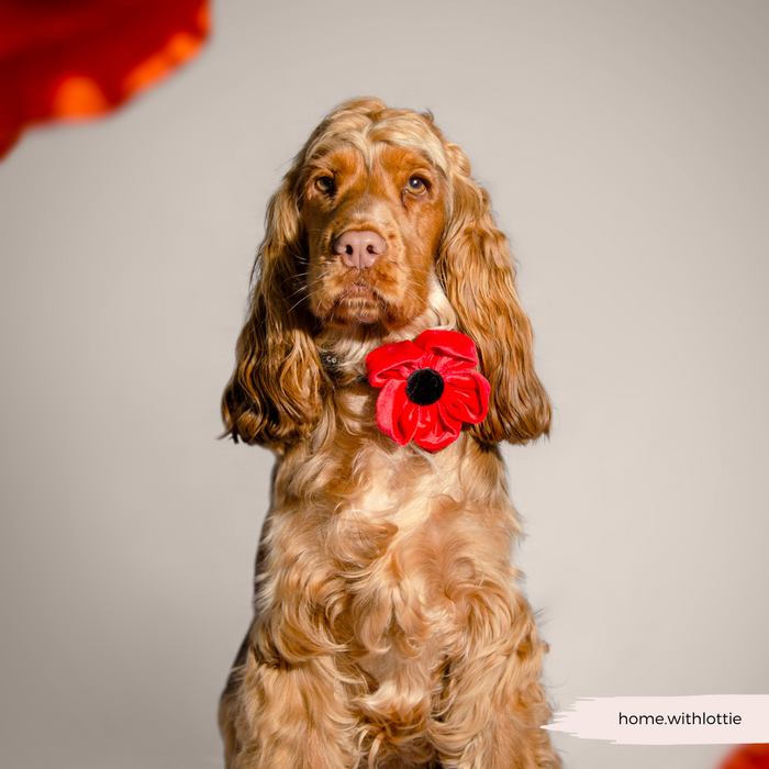 Golden Cocker Spaniel wearing a red Cocopup London poppy-shaped collar flower accessory.