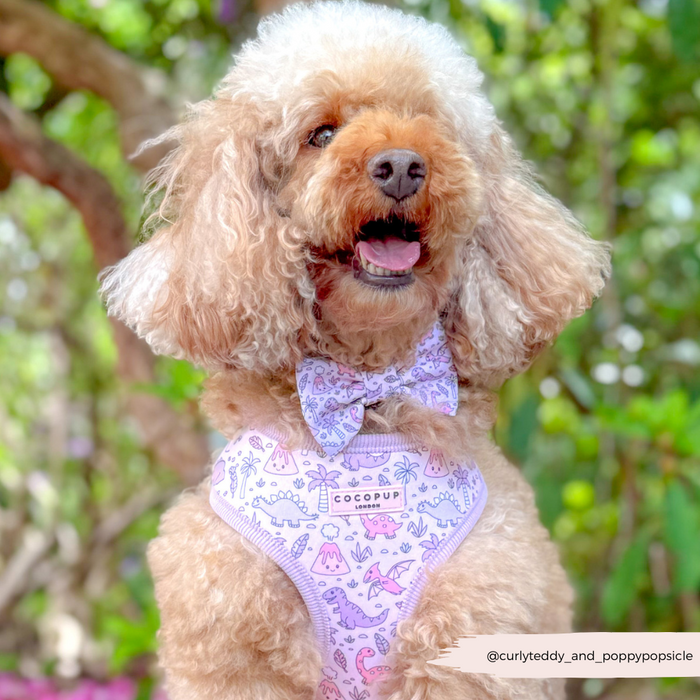 Curly-haired dog wearing a pastel green Cocopup Princess Dino Bow Tie harness, outdoors with leafy background.