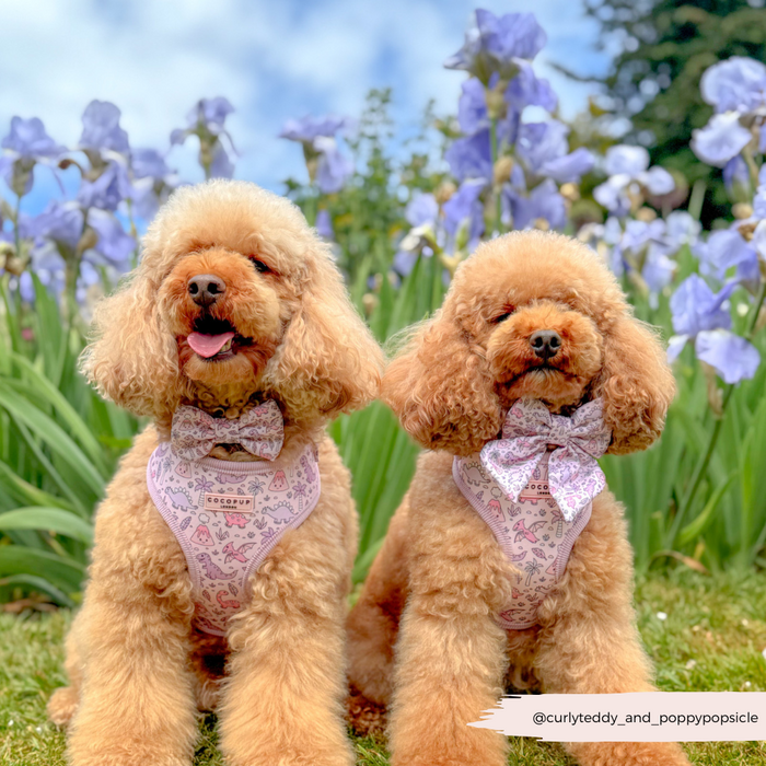 Two poodles in pink harnesses and a pink Cocopup Princess Dino Bow Tie sit in front of purple irises.