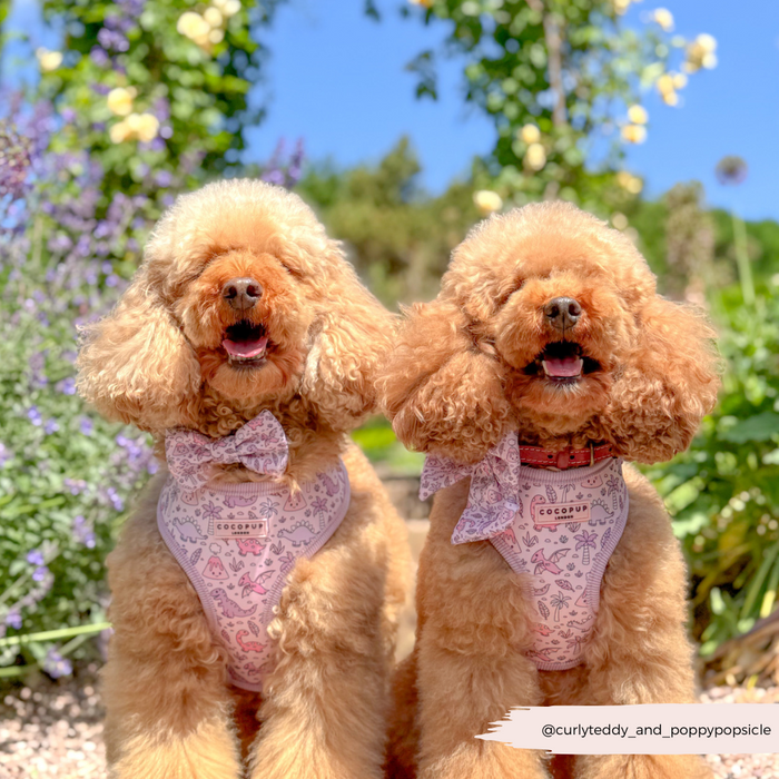 Two fluffy poodles in pink harnesses with Cocopup London Princess Dino bow ties sit among colorful flowers.