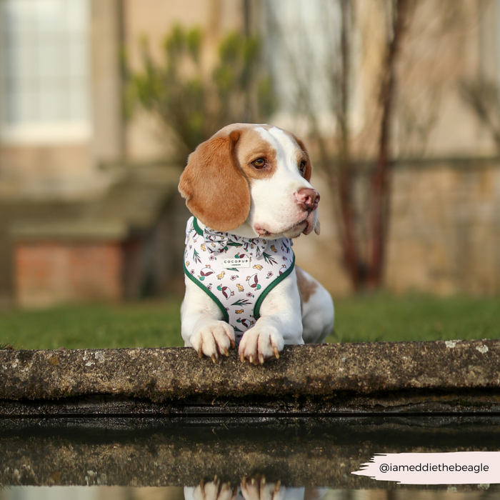 Beagle wearing a Cocopup London Puddle Pup Adjustable Harness, sitting by a pond and looking to the side.