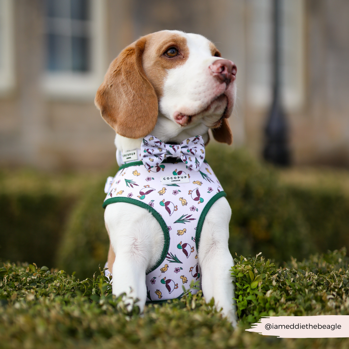 Beagle puppy in a Cocopup London harness and bowtie featuring a playful duck pattern.