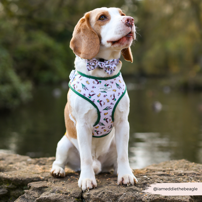 Beagle wearing a Cocopup London Puddle Pup adjustable harness and bow tie sits on a rock by a calm lake, looking up.