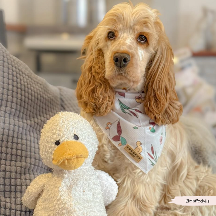 Golden cocker spaniel wearing a blue Cocopup London Puddle Pup Bandana sits on a couch next to a plush yellow duck toy.