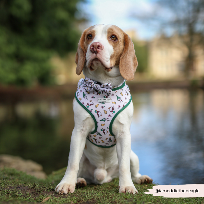 Beagle wears a patterned harness and blue Cocopup London Puddle Pup Bow Tie, sitting on grass by a pond.