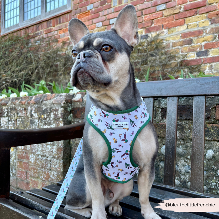 French Bulldog on a bench wearing a duck-print harness and matching Cocopup London Puddle Pup lead with neoprene handle.