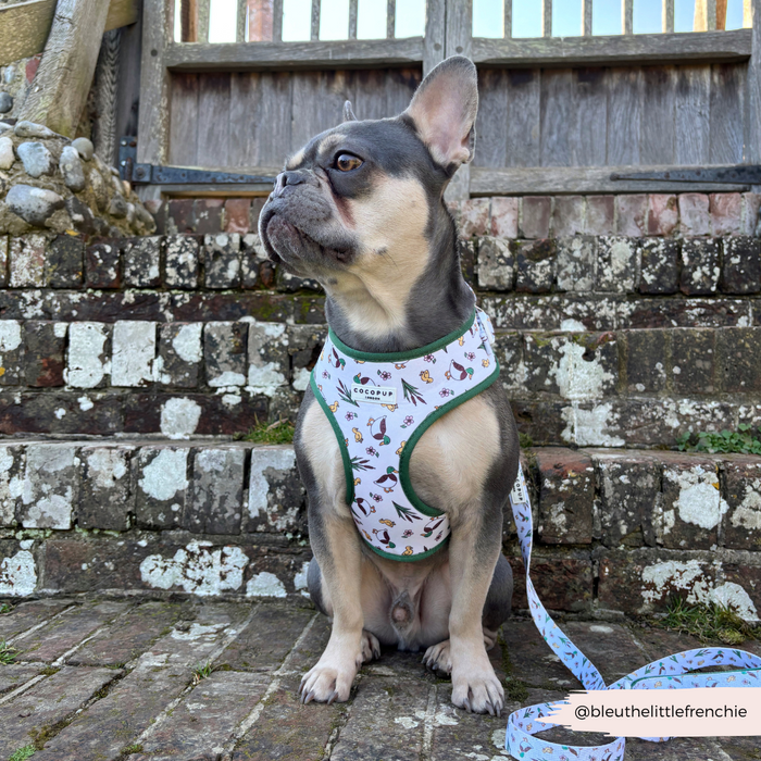 French Bulldog on brick steps wears a Cocopup London Puddle Pup lead with a black neoprene handle by a wooden gate.