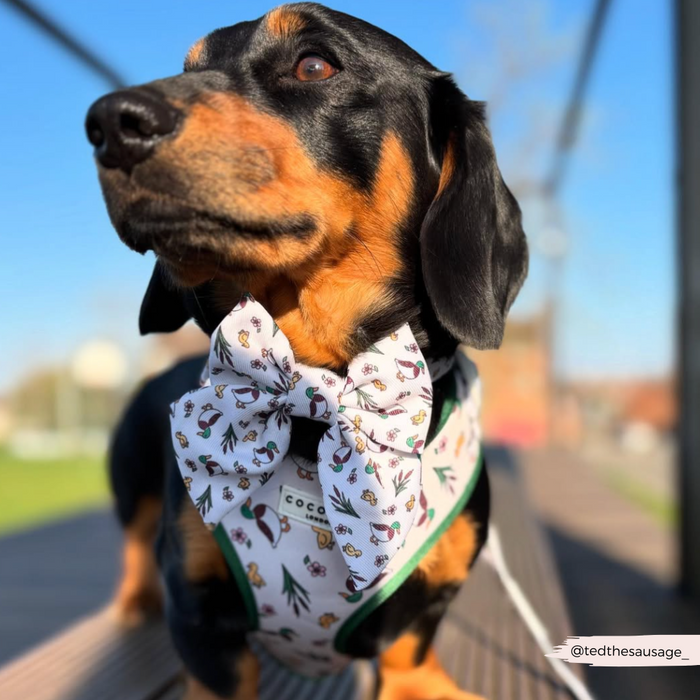 Dachshund on wooden bench wearing a blue Cocopup London Puddle Pup Sailor Bow Tie and matching harness outdoors.