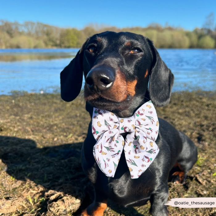 Black dachshund wearing a Cocopup London blue sailor bow tie sits beside a lake on a sunny day.