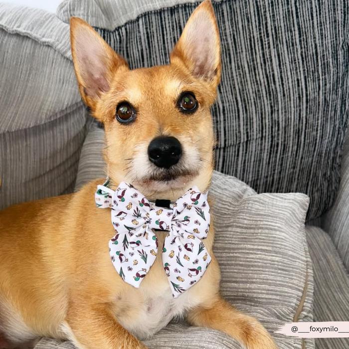 Brown dog with upright ears wearing a Cocopup London Puddle Pup navy blue sailor bow tie, sitting on a gray couch.