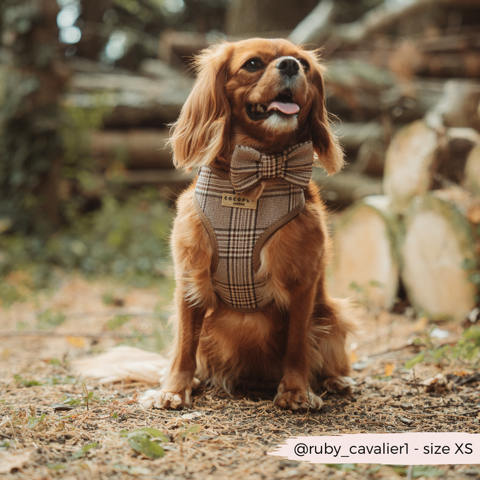 Brown Cavalier King Charles Spaniel in a Cocopup London plaid adjustable neck harness beside stacked logs.