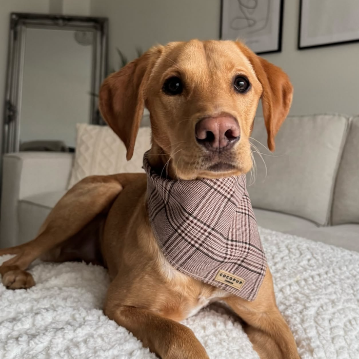 Golden Labrador wearing a Cocopup London plaid bandana lies on a white fluffy rug.