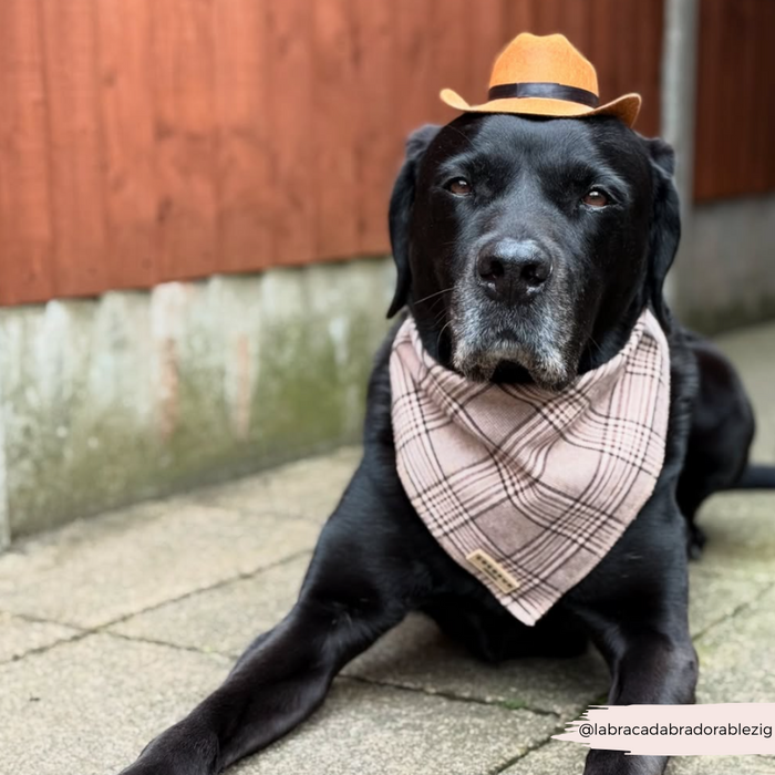 Black dog in a tan Cocopup London Rodeo Pup Dog Hat and plaid bandana lying on pavement by a wooden fence.