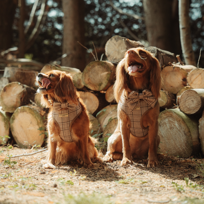 Two golden Cocker Spaniels wear plaid bow tie harnesses, sitting by stacked logs in a sunlit forest.