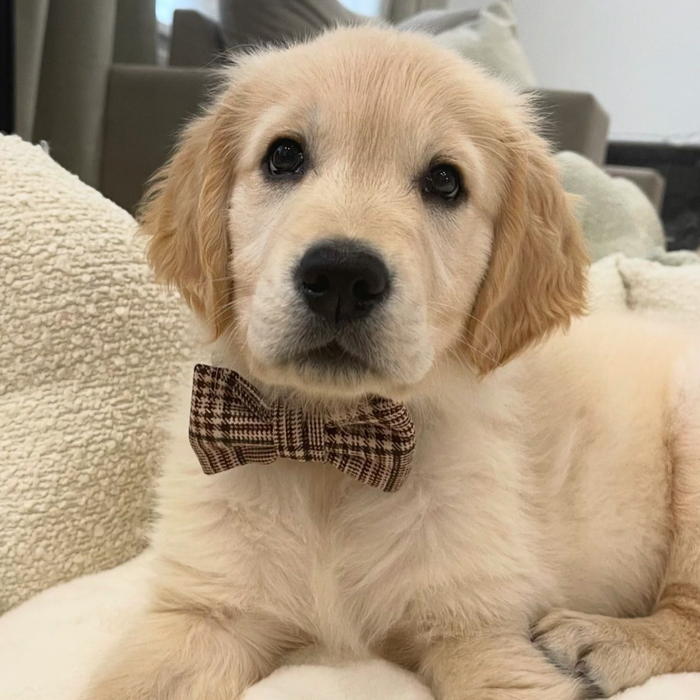 Golden retriever puppy wearing a Cocopup London plaid bow tie, lying on a blanket and facing the camera.