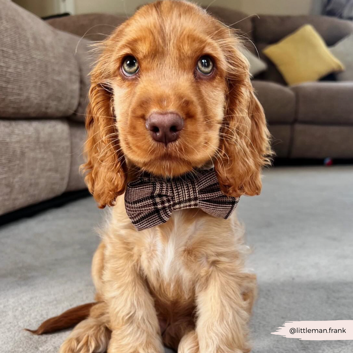 Golden Cocker Spaniel puppy in a Cocopup London plaid bow tie, looking at the camera.