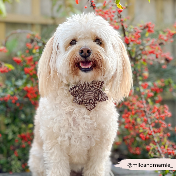 Fluffy cream dog wearing a plaid collar flower sits outdoors in front of bright red berries.