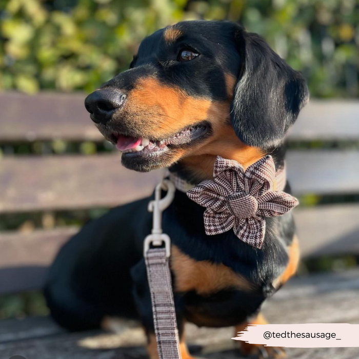 Black and tan dachshund wearing a Cocopup London plaid collar with flower sits on an outdoor bench.