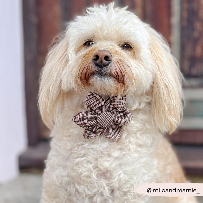 Cream-colored dog in a plaid flower collar sits by a wooden door.