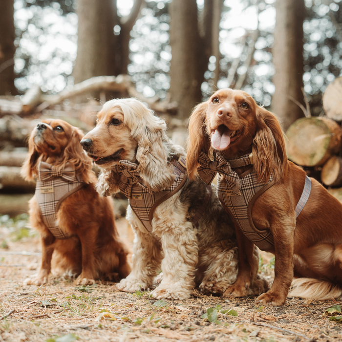 Three dogs wearing Cocopup London plaid collars sit on a forest floor surrounded by trees and logs.