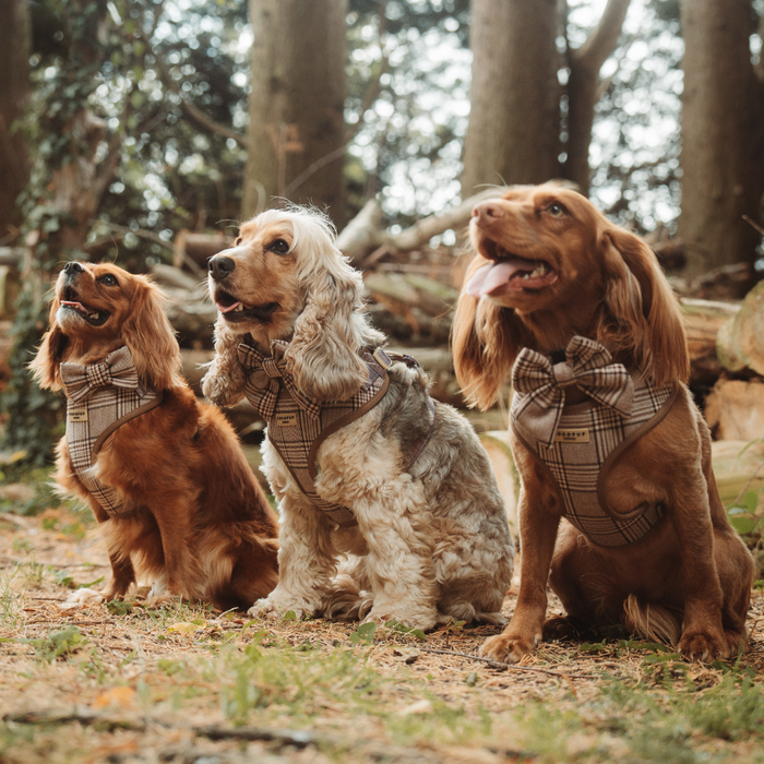 Three dogs in a forest wear matching Cocopup London Pup Plaid collars, harnesses, and bow ties among fallen logs.