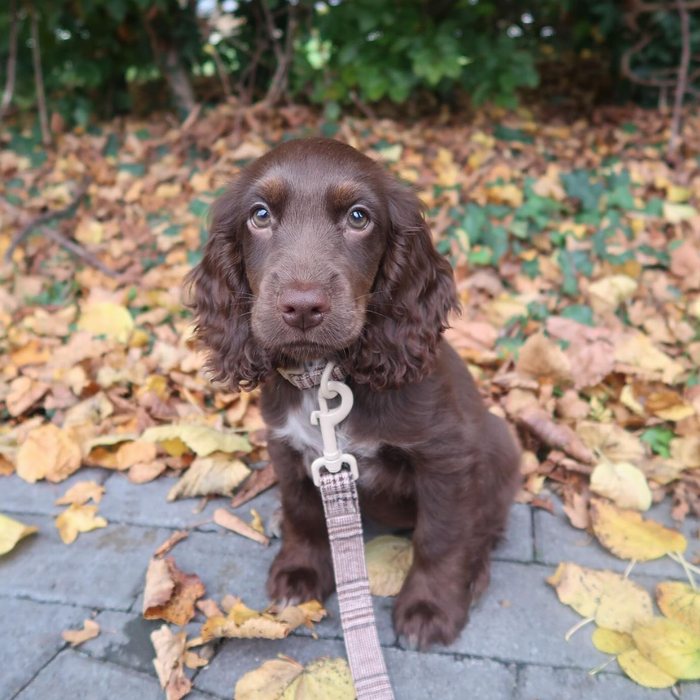 Brown puppy with floppy ears sits on a Cocopup London plaid leash, surrounded by yellow autumn leaves on a paved path.