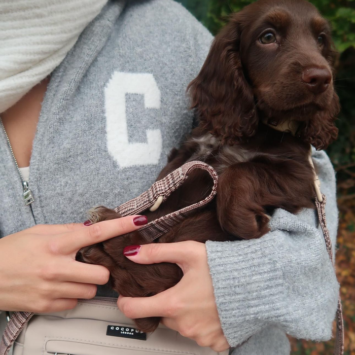 Person in a grey sweater holding a Cocker Spaniel puppy with a plaid Cocopup London lead and harness outdoors.