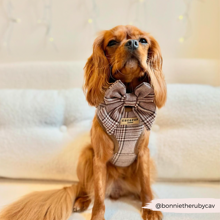 Brown Cavalier King Charles Spaniel wearing a Cocopup London plaid sailor bow tie, sitting on a white sofa.
