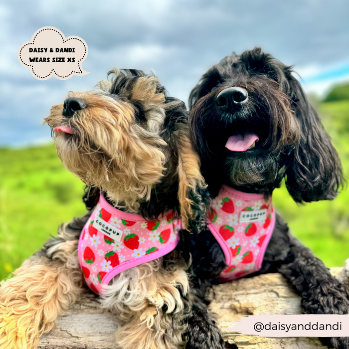 Two small dogs, each wearing Cocopup London's pink strawberry-patterned adjustable neck harnesses from the Pupberry Fields Adjustable Neck Harness, Lead & Collar Bundle, sit close together on a log outdoors. The sky is partly cloudy and the background is a grassy field. Text in the image mentions their names, Daisy & Dandi, and their social handle as @daisyanddandi.